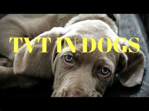 Transmissible Venereal Tumor in Dogs | TVT in dogs |T Vet Visit - YouTube