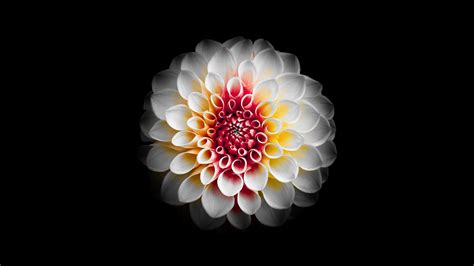 White Dahlia Flower 5K Wallpapers | HD Wallpapers | ID #26222