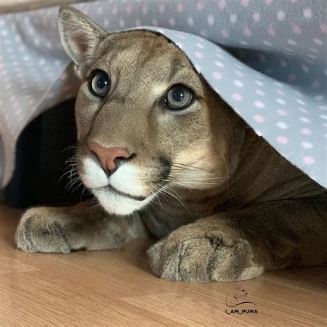 Rescue Puma Can’t Be Released Into The Wild, Lives His Best Life As A ...