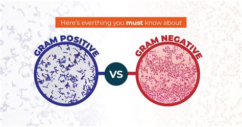 Gram Positive vs Gram Negative Bacteria | ORAPI Asia