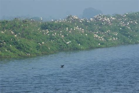 Vaduvoor Bird Sanctuary-Bird Sanctuary - Holiday Landmark Blog