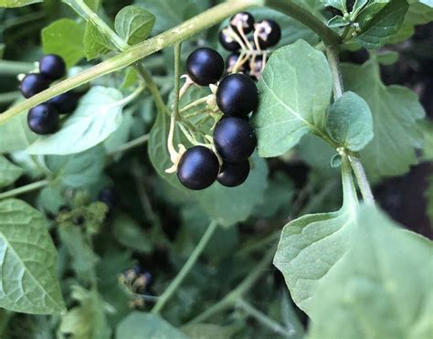 Spotting toxic nightshade, helping hydrangeas, saving seeds: Ask an expert - oregonlive.com