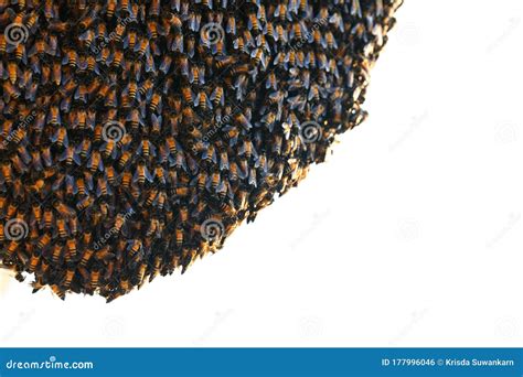 Apis Dorsata Giant Honey Bee Nest Perdana Botanical Gardens, Malaysia ...