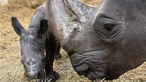 Meet the Toronto Zoo's newest baby rhino, born just in time for 2024 ...