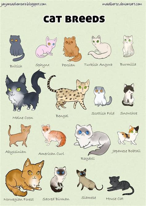 Cat breed poster by maielbertz on DeviantArt | Cat breeds, Cats illustration, Cat care