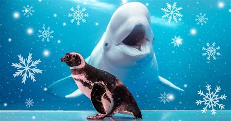 2022 Shedd Aquarium Gift Guide | Shedd Aquarium