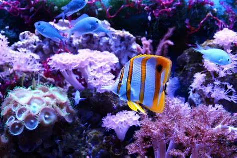 Copperband Butterflyfish: Size | Lifespan | Breeding | Diet – Fishkeeping Forever