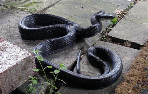 [Northern Virginia] Eastern Black Rat Snake? : r/whatsthissnake