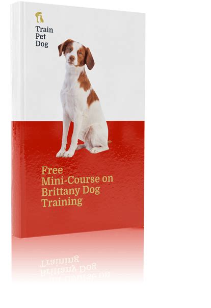 Brittany Spaniel Training, Temperament, & More | TrainPetDog