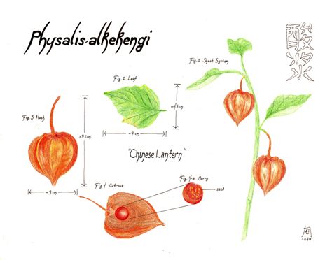 Physalis alkekengi by heineko on DeviantArt