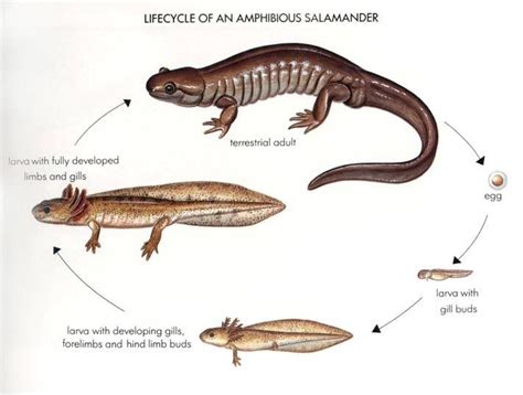 How Do Newts Reproduce - HOWDOZH