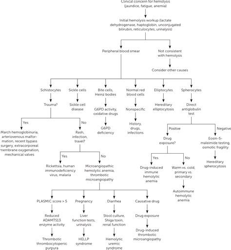 Hemolytic Anemia: Evaluation and Differential Diagnosis | AAFP