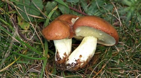 (Italiano) Suillus granulatus: Sistematica, Etimologia, Habitat ...