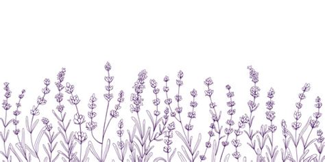 Lavender Vector Images (over 13,000)