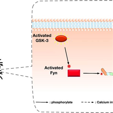 Illustration summarising an alternative pathway of Glycogen synthase... | Download Scientific ...