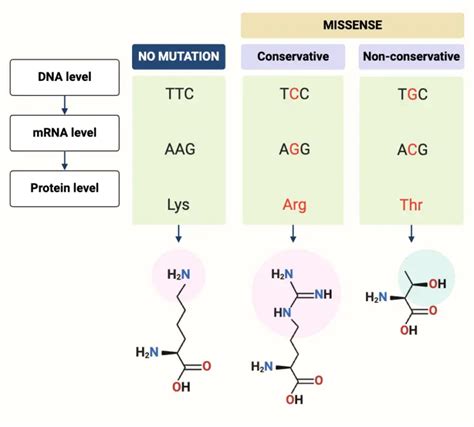 Missense Mutation - Definition, Types, Causes, Examples - Biology Notes Online