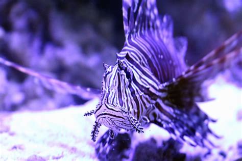 Free picture: fish, aquarium, animals, water, color, saltwater fish, underwater, vertebrate