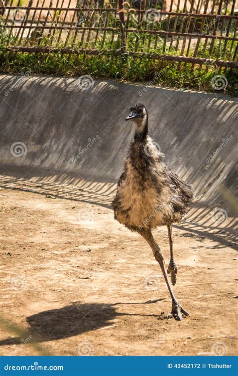 Emu bird. stock photo. Image of bird, nature, running - 43452172