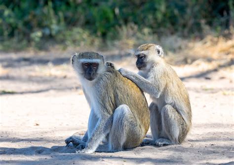 Vervet monkey - The Kosher Safari