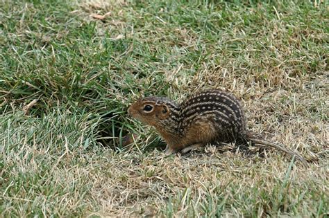 Overlooked Animals in Pennsylvania – Wildlife Leadership Academy