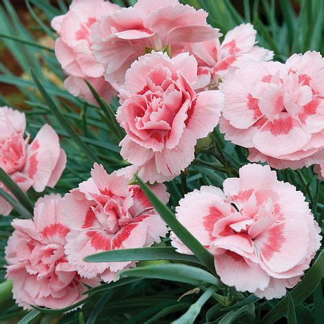 Dianthus Doris - Beechmount Garden Centre