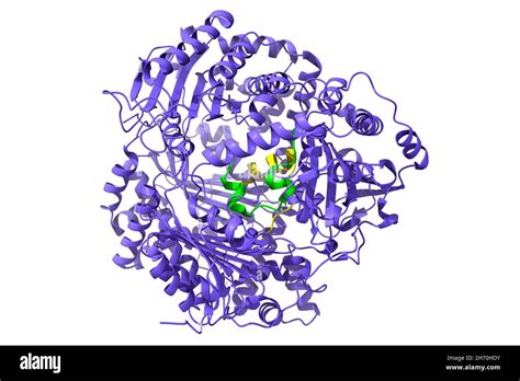 Structure of human insulin-degrading enzyme (blue) in complex with ...