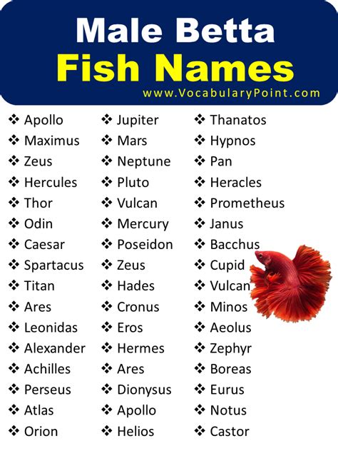 120+ Adorable Betta Fish Names - Vocabulary Point