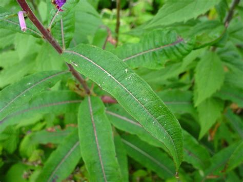 Chamerion angustifolium (narrow-leaved fireweed): Go Botany