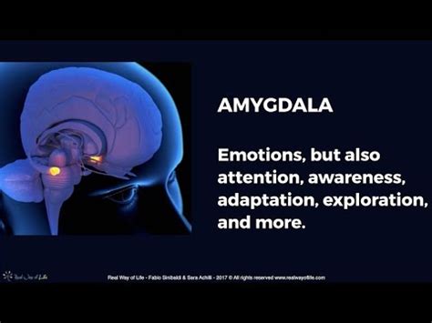 Brain & Mind #1 AMYGDALA: Emotions, but also attention, awareness ...