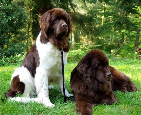 Newfoundland Dog Puppy Brown