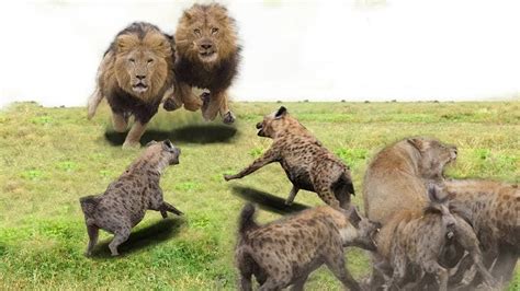 Lion save lion by Pack of Hyenas - Angry Lion vs Hyena Fight! Hyena ...