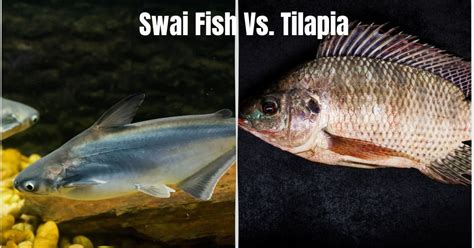 Swai Fish vs Tilapia: A Delicious Comparison