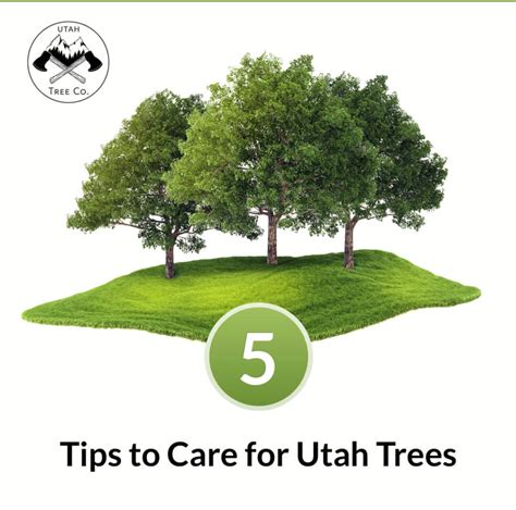 Top 5 Tips to Care for Utah Trees – Tree Co