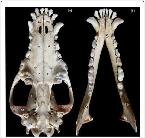 (A, B) Photographs of the skull and mandible of adult dog. A. Ventral ...