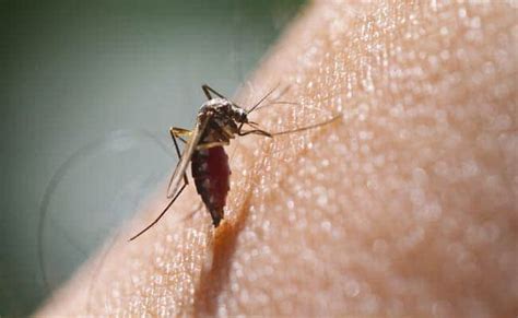 Dengue Fever: 5 Effective Home Remedies For Dengue Fever You Must Try