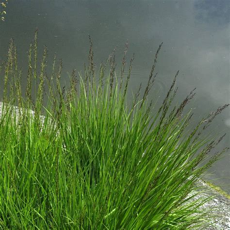 Molinia caerulea (Moor-Pfeifengras) 'Moorhexe' kaufen