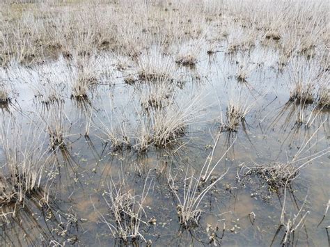 Plants Growing in the Mud and Water in a Swamp Stock Photo - Image of dirt, trees: 143771248