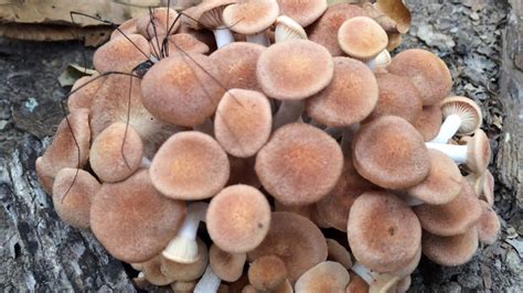 Mushrooms: Are these edible? Northeast Texas in a warm November! - YouTube