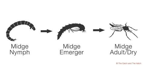 Basic Entomology For Fly Fishing | The Catch and The Hatch