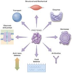 Protein Functions | Mastering Biology Quiz