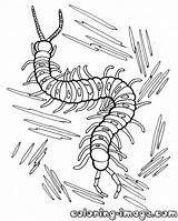 Centipede Coloring Page Coloringcrewcom Sketch sketch template
