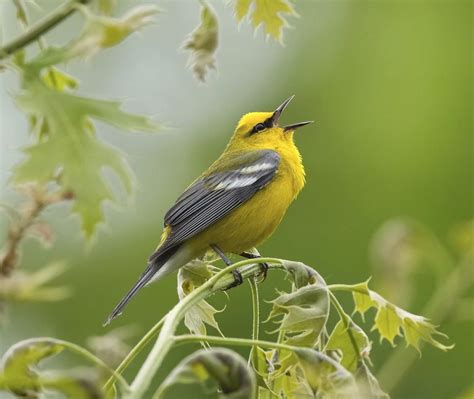 Create the Ultimate Backyard Wildlife and Bird Habitat - Birds and Blooms