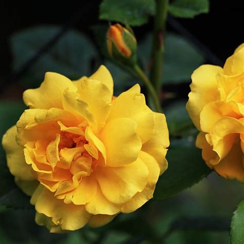 yellow knockout roses | Double Knockout Rose - Plano Stone Yard and ...