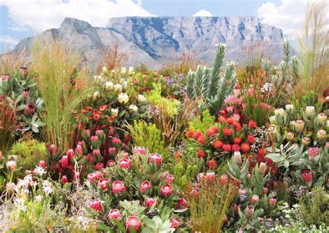 The History of Protea Production, South Africa | Protea plant, Fynbos ...