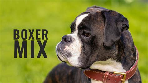 Boxer Mix Breeds - Complete Facts About 10 Boxer Dog Mixes - Petmoo