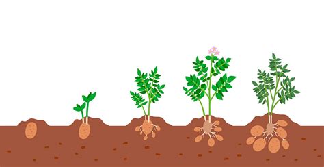 How Potatoes Grow - Harvest to Table