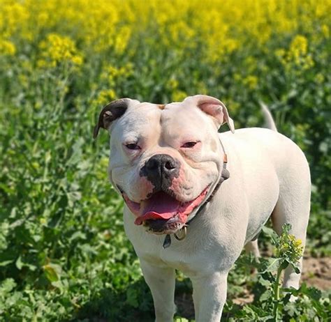 Top 79 Best American Bulldog Names - PetPress