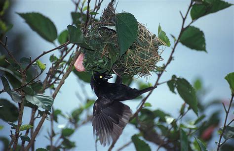 Birding Kakamega Forest – Birds of Kakamega Forest