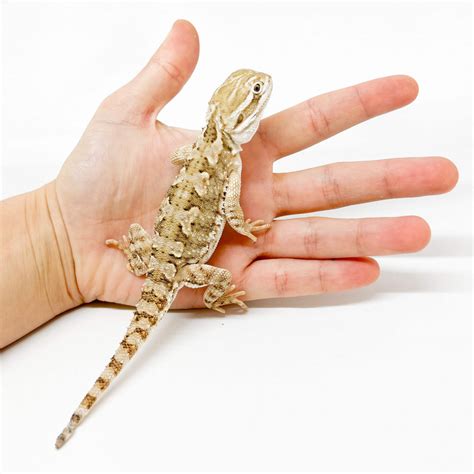 Vente de reptiles et amphibiens en ligne - Bebesaurus