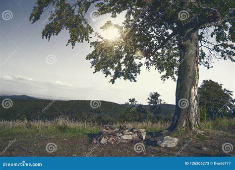 Lonely tree in sunset stock image. Image of branches - 126306273